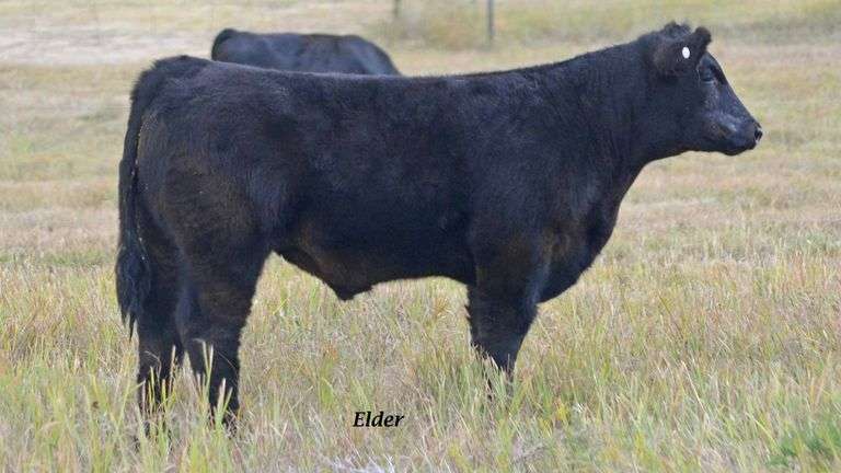 TAG 19 STEER