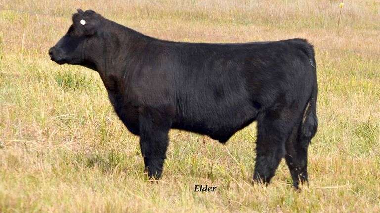 TAG 9 STEER