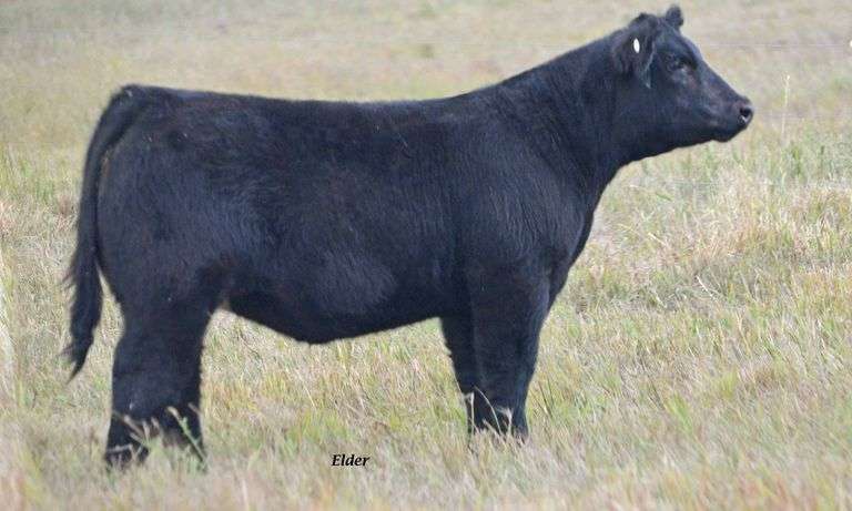 TAG 51 HEIFER