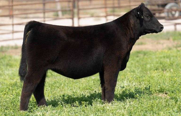 TAG Y117 HEIFER