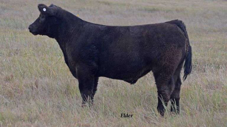 TAG 16 STEER
