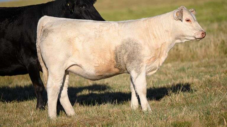 LOT 1 HEIFER