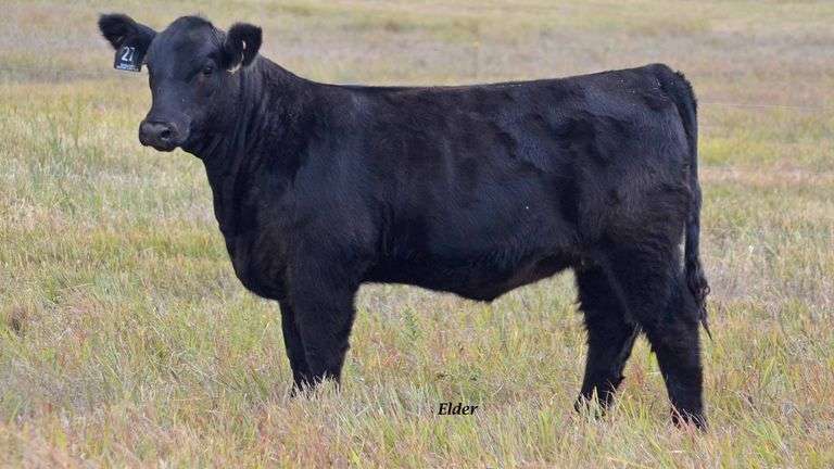TAG 27 HEIFER