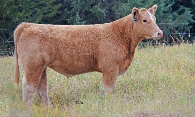 TAG 59 STEER