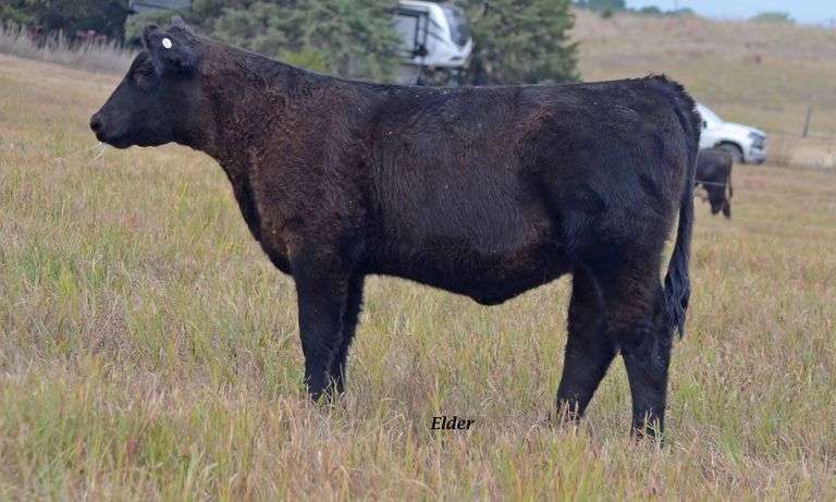 TAG 56 HEIFER