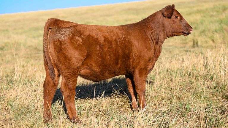 LOT 33 HEIFER