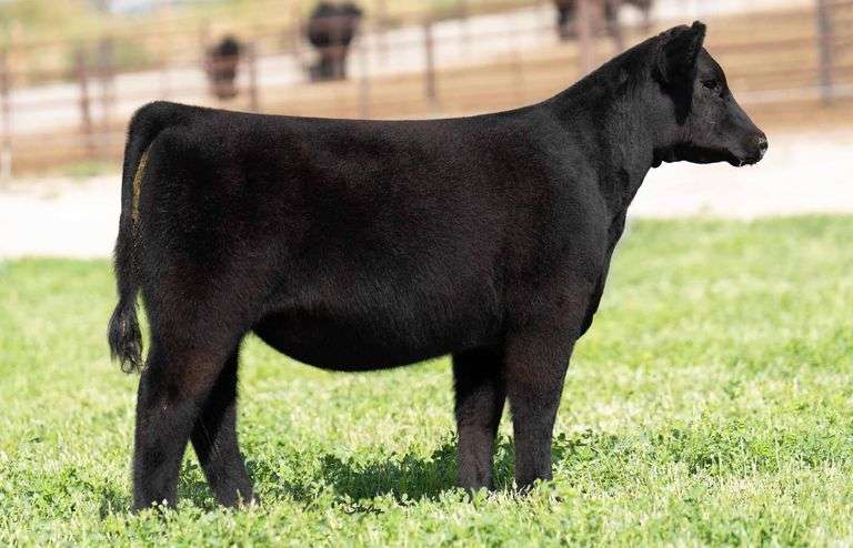 TAG 2910 HEIFER