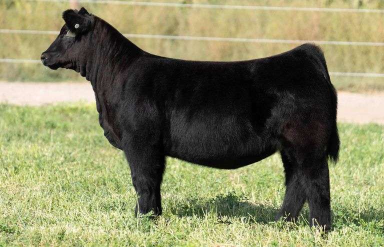 TAG 066R HEIFER