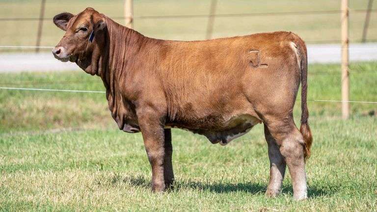 TAG 2522 HEIFER