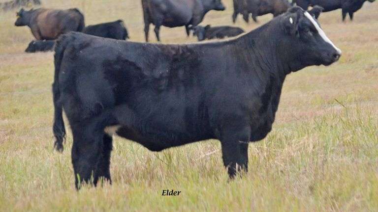 TAG 47 HEIFER