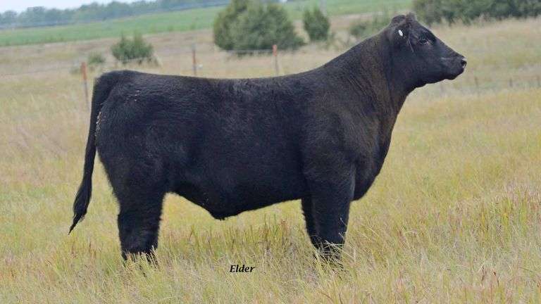 TAG 41 STEER