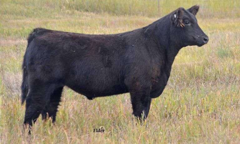 TAG 61 STEER