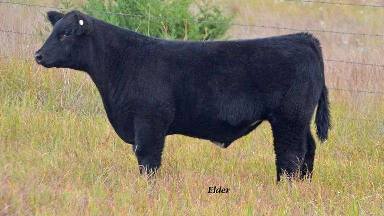 TAG 13 STEER