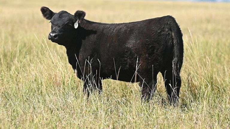 LOT 55 HEIFER