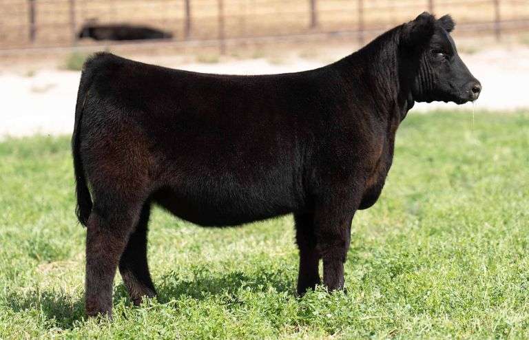 TAG 1-170 HEIFER