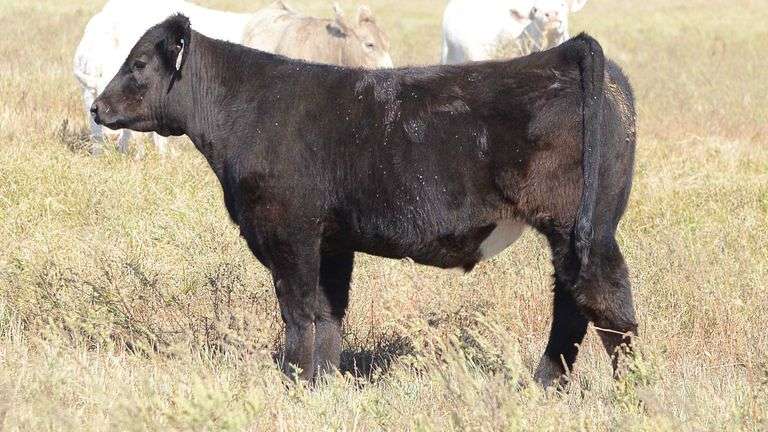 LOT 71 STEER