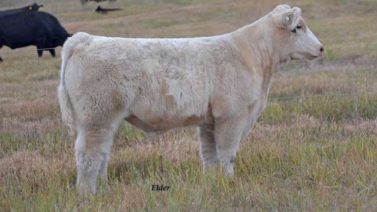 TAG 25 STEER
