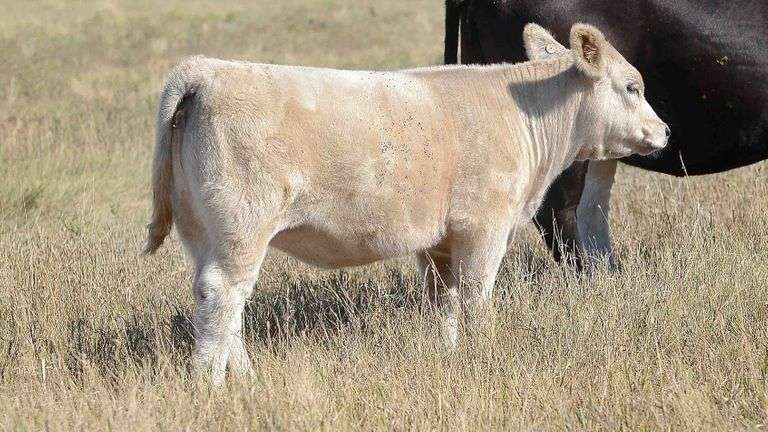 LOT 48 HEIFER