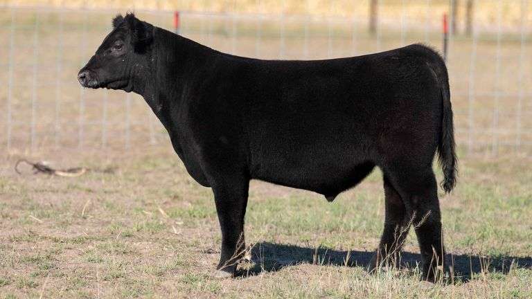 TAG 7 STEER