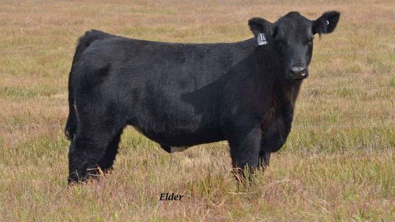 TAG 18 STEER