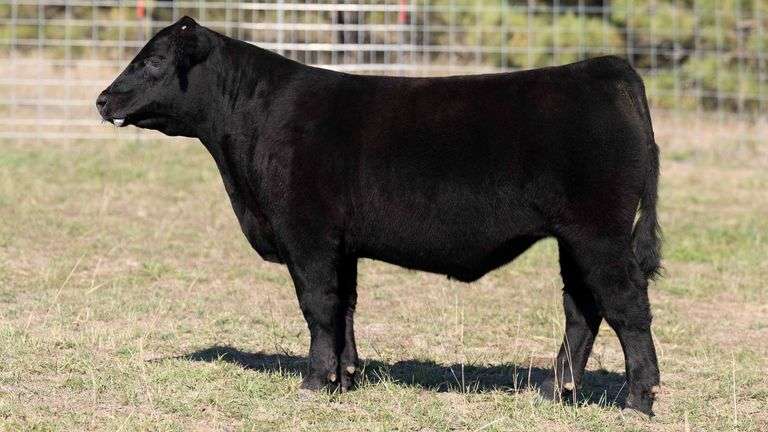 TAG 20 STEER