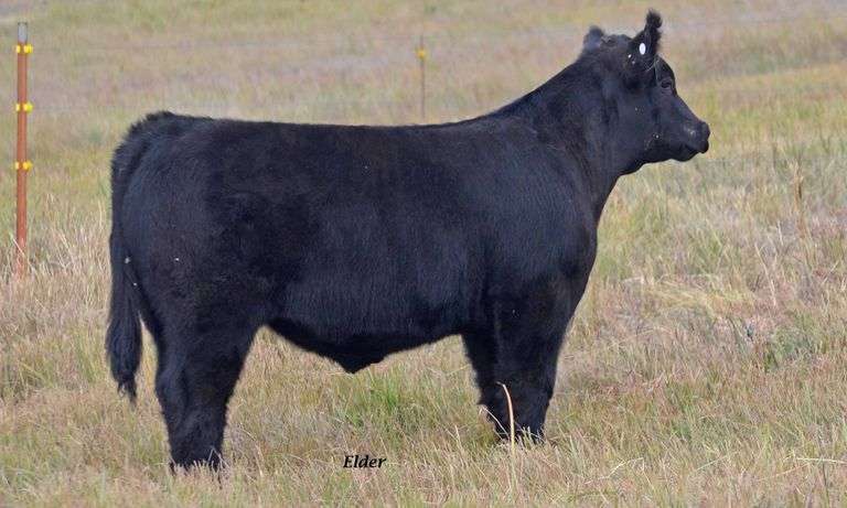 TAG 12 STEER