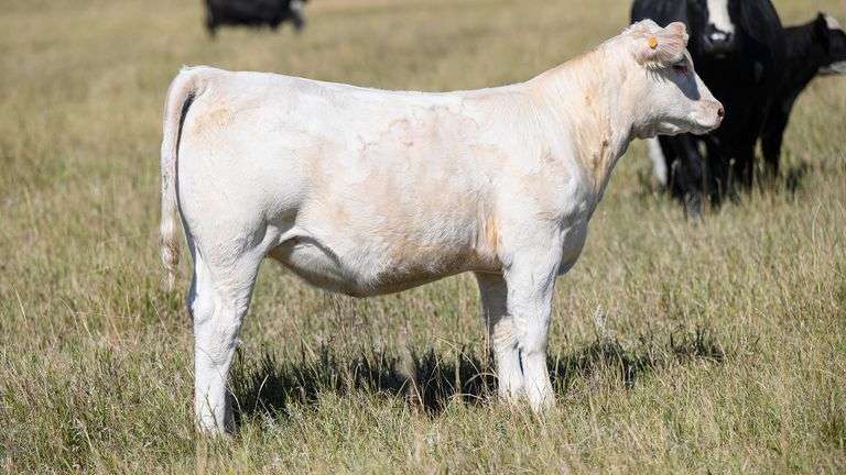 LOT 24 HEIFER