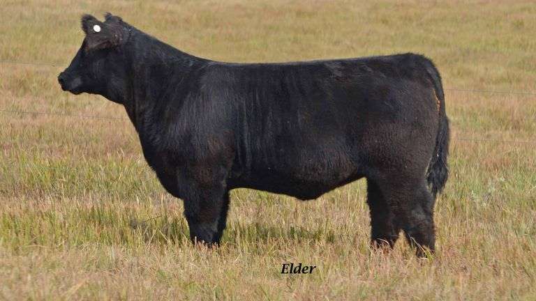 TAG 6 HEIFER