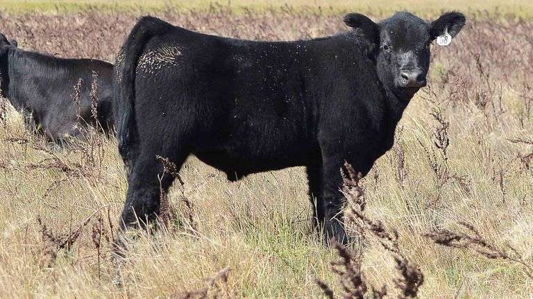 LOT 68 STEER