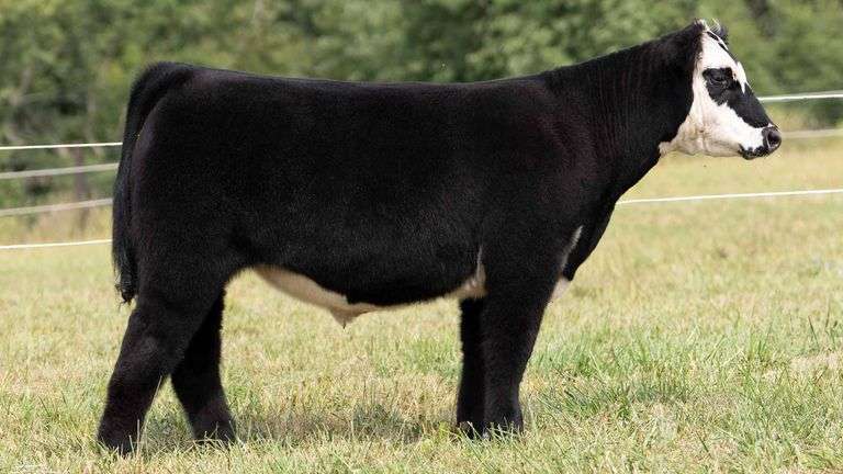 TAG 18 STEER