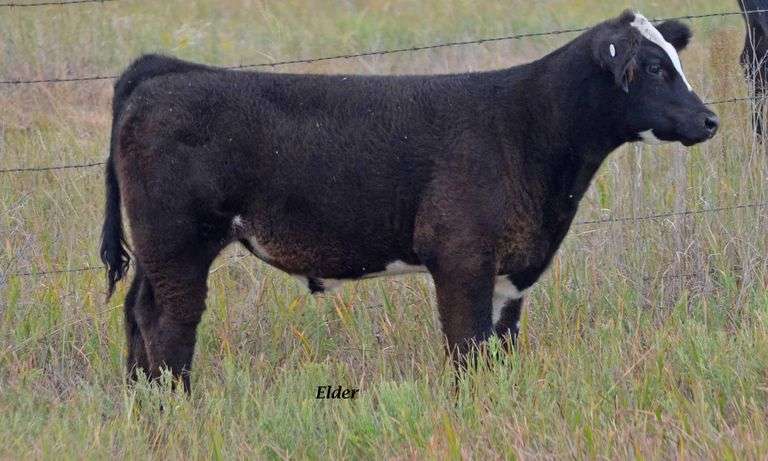 TAG 52 BULL