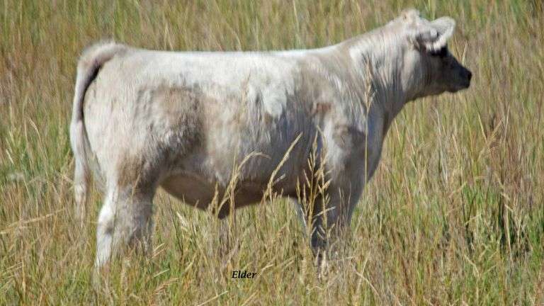 TAG 35 STEER