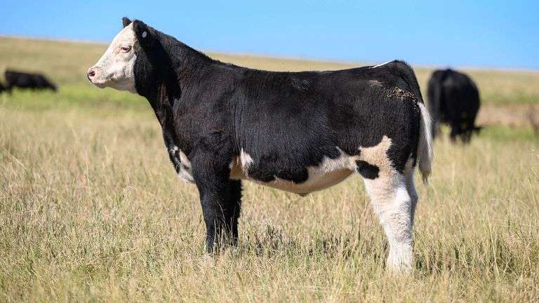 LOT 63 STEER