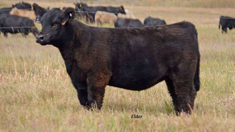TAG 37 HEIFER