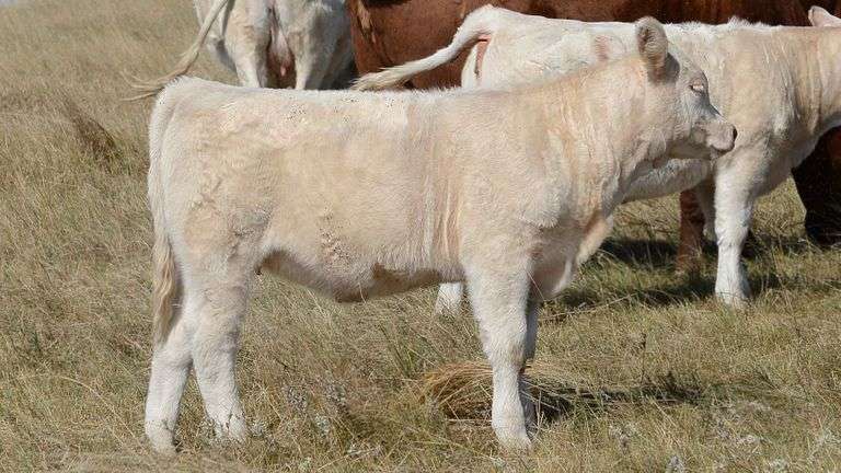 LOT 28 HEIFER