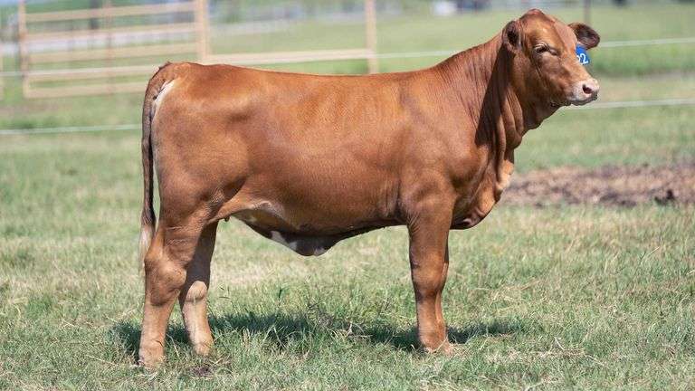 TAG 422 HEIFER