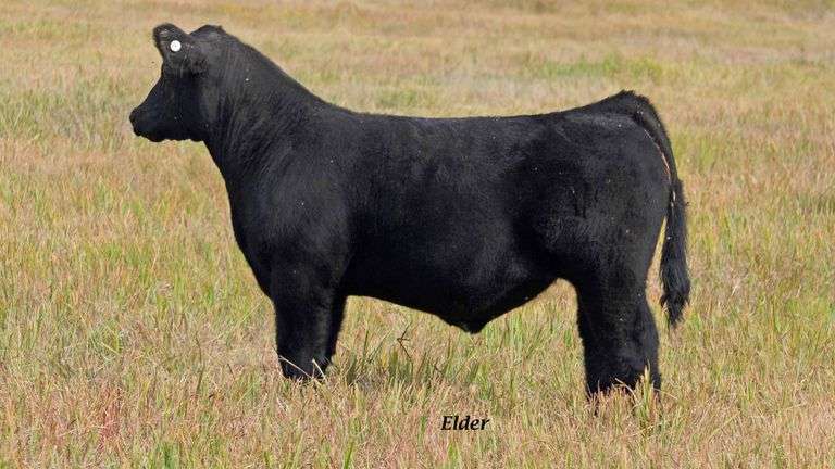 TAG 14 STEER