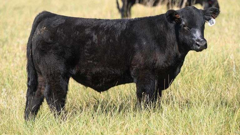 LOT 66 STEER