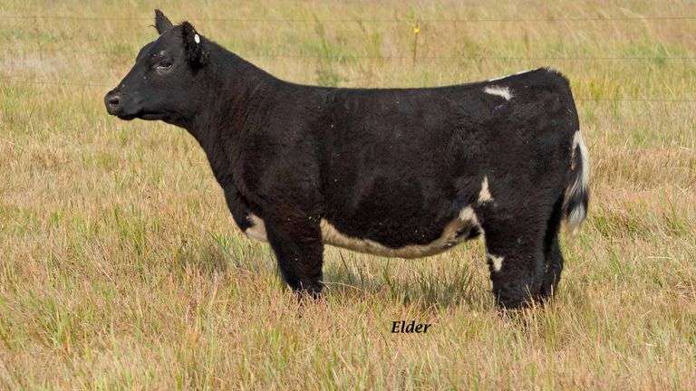 TAG 53 HEIFER