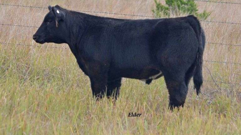TAG 31 STEER