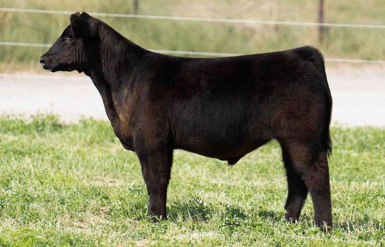 TAG 0230 STEER