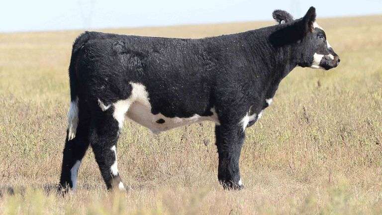 LOT 75 STEER