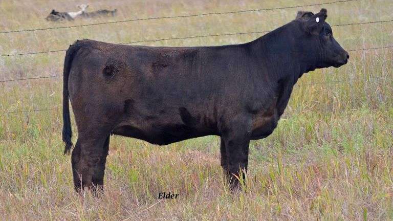TAG 48 HEIFER
