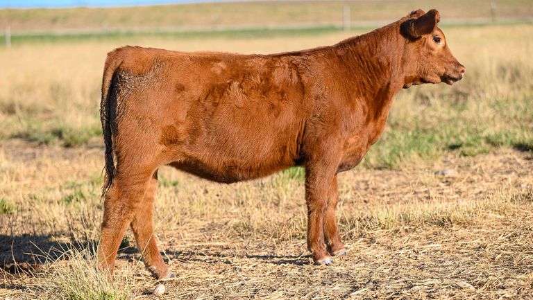 LOT 34 HEIFER