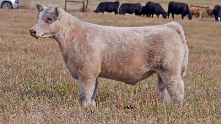 TAG 46 STEER