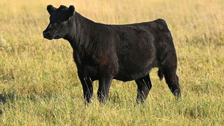 LOT 42 HEIFER