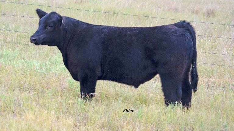 TAG 8 STEER