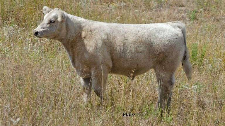 TAG 49 STEER