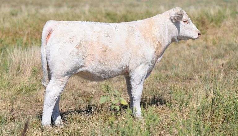 LOT 21 HEIFER