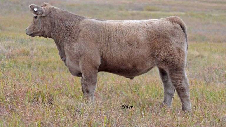 TAG 17 STEER